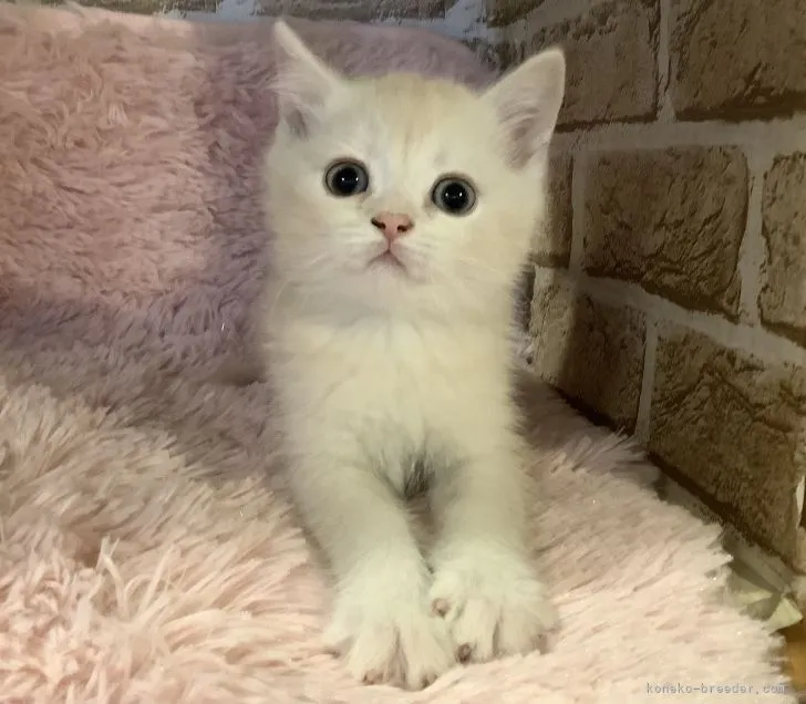 M 様のお迎えした子猫