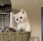 ブリティッシュショートヘア【兵庫県・男の子・2021年4月26日・カメオシェーデッド】の写真1