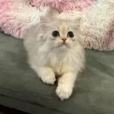 ブリティッシュロングヘア【兵庫県・女の子・2024年2月22日・シルバートーティシェーデッド】の写真3