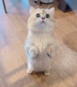 マンチカン【・男の子・2023年12月28日・ゴールデンティックドタビー】