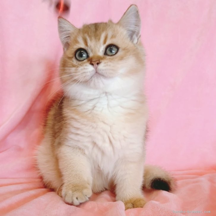 ブリーダー画像