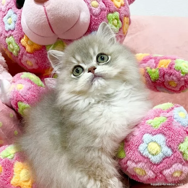 ID：2501-01628の子猫