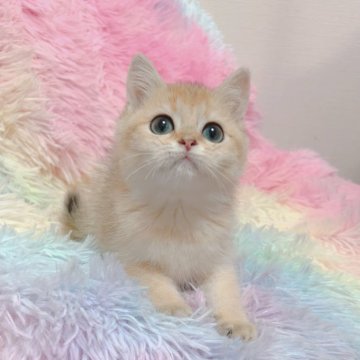 マンチカン(長足)【兵庫県・女の子・2025年8月16日・ゴールデン（短毛）】の写真「激レア❗️短足のゴールデンマンチカン🐾」