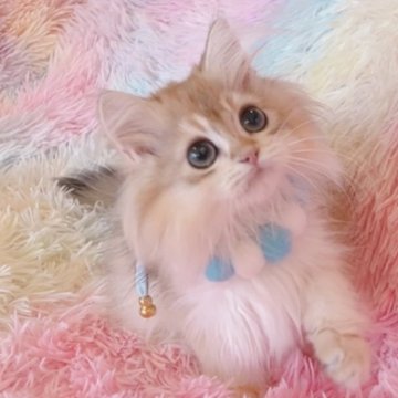 ブリティッシュロングヘア【兵庫県・男の子・2025年3月28日・ゴールデン】の写真「名前を呼ぶとお返事する両親の子です。」