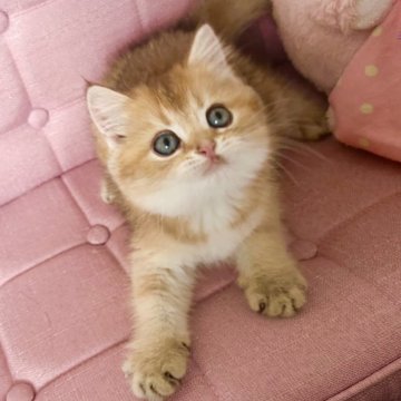 ブリティッシュショートヘア【兵庫県・女の子・2025年5月9日・ゴールデン】の写真「可愛いお顔💕甘えん坊です！」