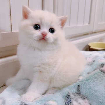 ブリティッシュショートヘア【兵庫県・男の子・2025年4月26日・クリーム】の写真「綺麗なクリームです。」