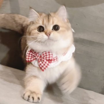 ブリティッシュショートヘア【兵庫県・女の子・2025年5月9日・ゴールデン】の写真「可愛いお顔💕すぐにお迎えできます。」