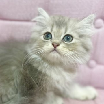 ミヌエット(長足)【兵庫県・男の子・2025年8月11日・ブルーマッカレルタビー】の写真「綺麗な毛色です。甘えん坊です！」
