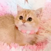 ブリティッシュショートヘア