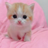 マンチカン(短足)