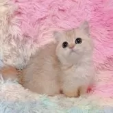 マンチカン(短足)