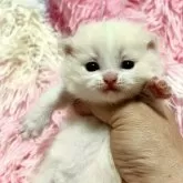 ブリティッシュショートヘア