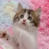 ミヌエット(長足)
