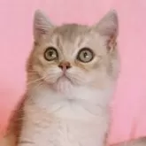 ブリティッシュショートヘア
