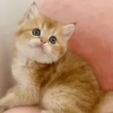 ブリティッシュショートヘア