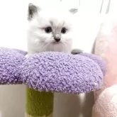 ラグドール【兵庫県・男の子・2025年3月14日・ブルーポイントミテッド】の写真2