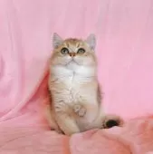 ブリティッシュショートヘア【兵庫県・男の子・2025年8月8日・ゴールデン】の写真5