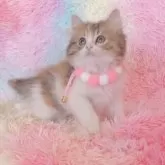 ミヌエット(長足)【兵庫県・女の子・2025年5月7日・ブラウンパッチドタビー&ホワイト】の写真5