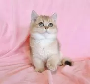 ブリティッシュショートヘア【兵庫県・男の子・2025年8月8日・ゴールデン】の写真8
