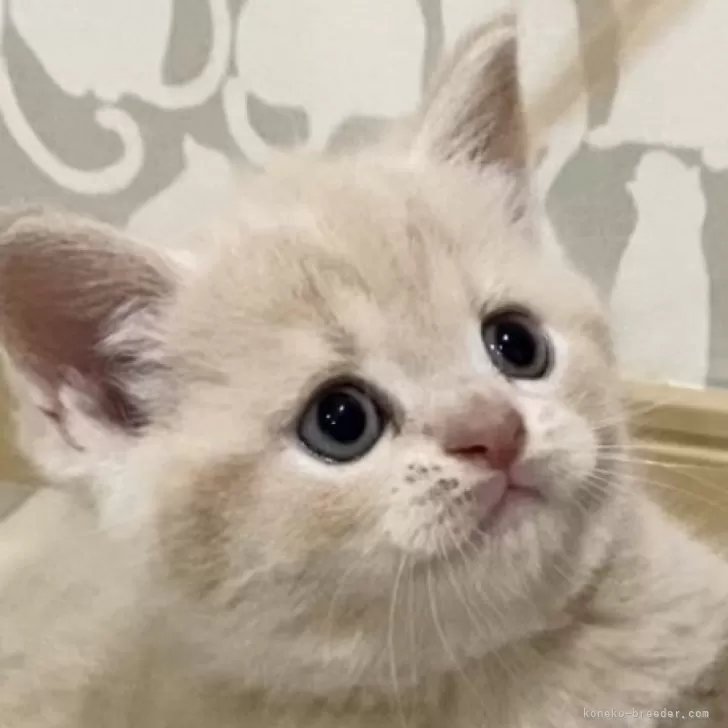 ID：2405-03903の子猫