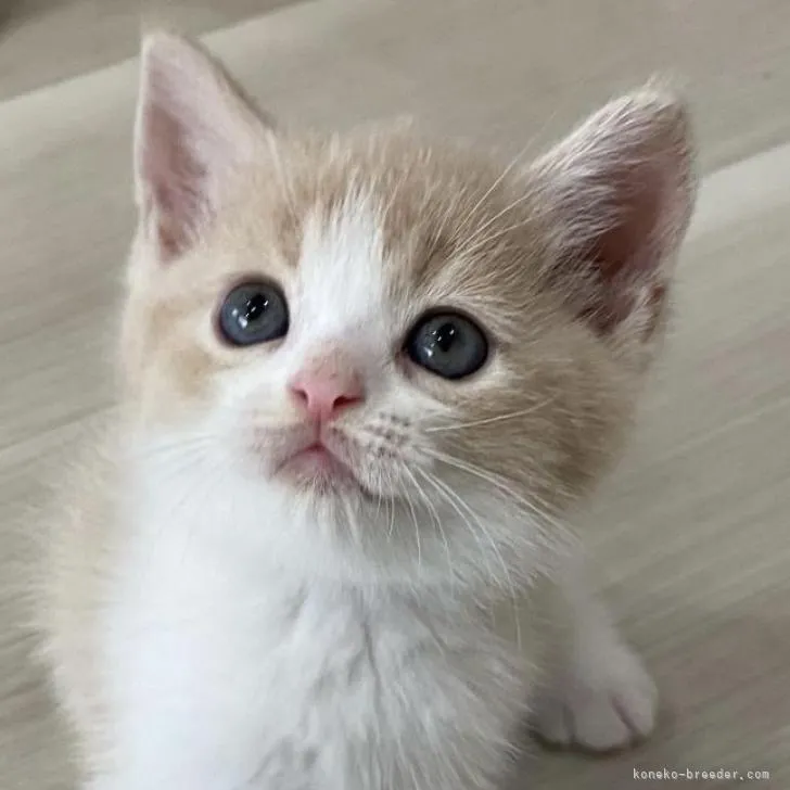 ID:2208-01491の子猫