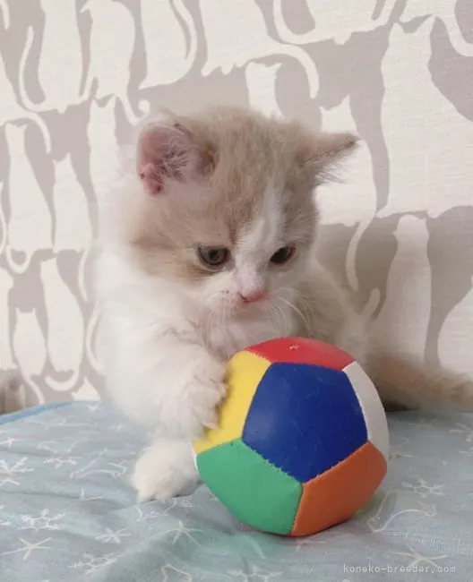 ID：2112-00693の子猫