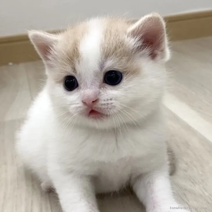 ID:2304-03210の子猫