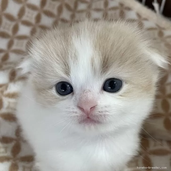 ID：2401-01254の子猫