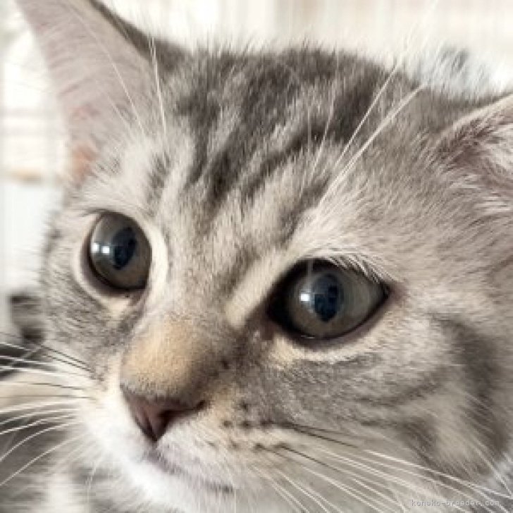 H.U 様のお迎えした子猫