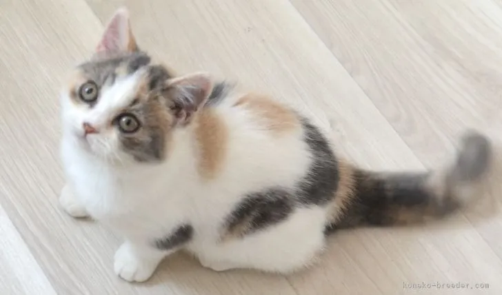 ID:2112-00464の子猫