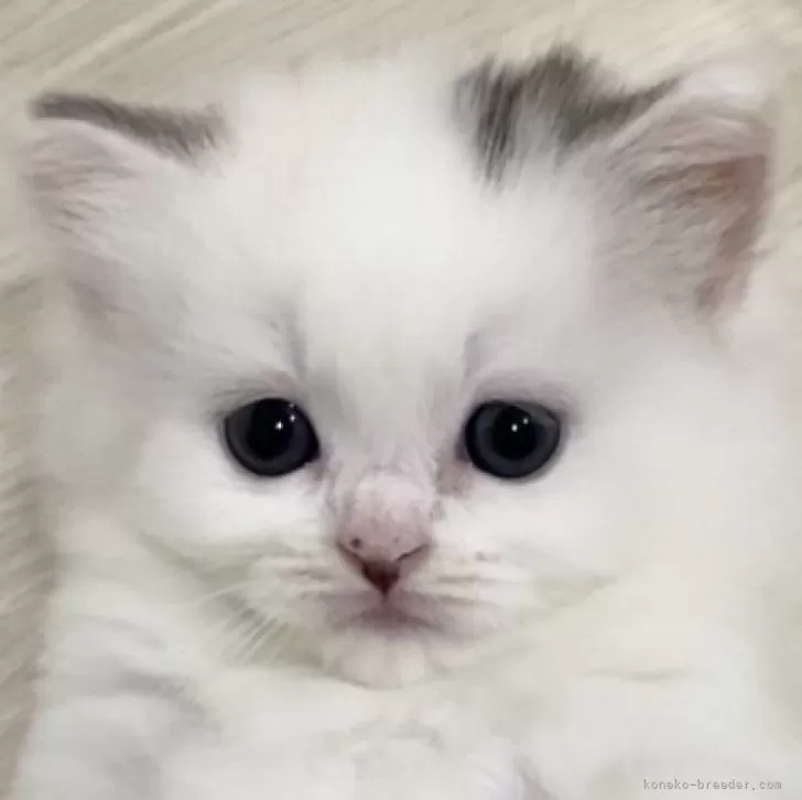 ID:2405-03413の子猫