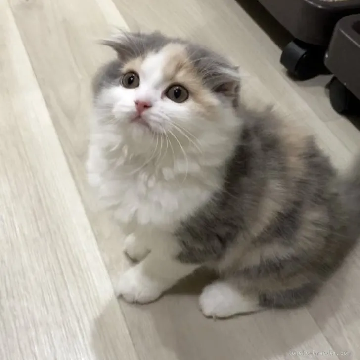 ID：2303-02225の子猫