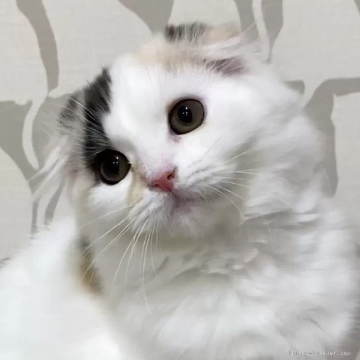 ID:2312-01640の子猫