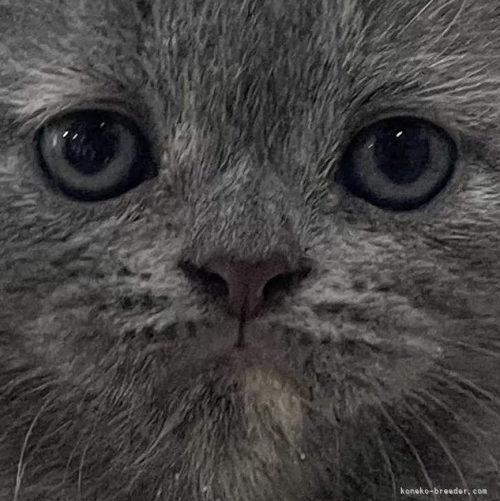 ID：2411-00080の子猫