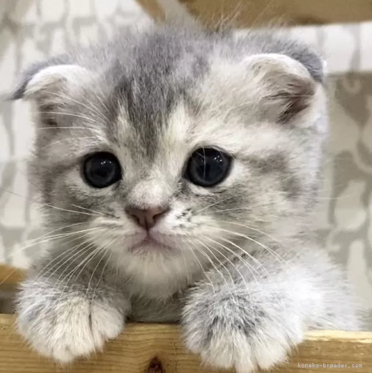 ID：2411-00951の子猫