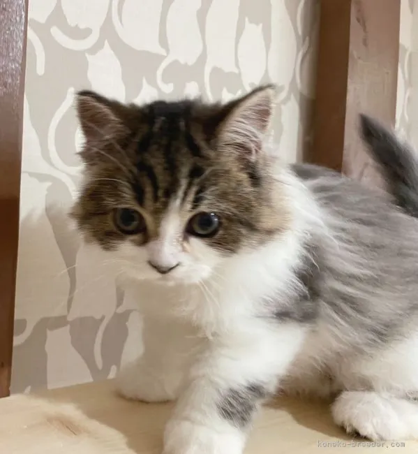 ID：2201-01152の子猫
