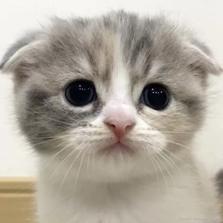 ID:2407-03299の子猫