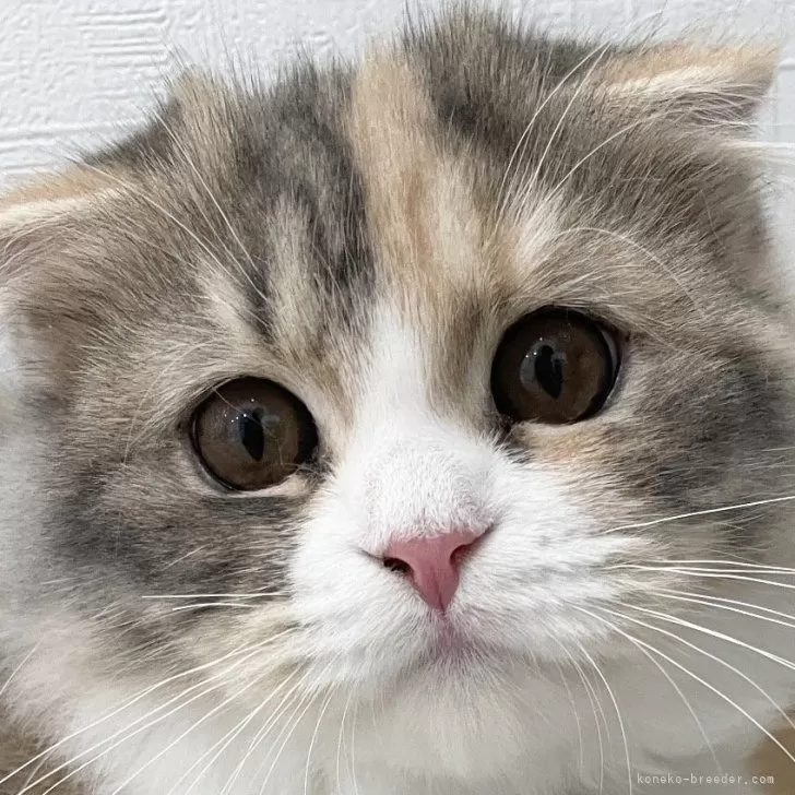 ID:2401-02430の子猫