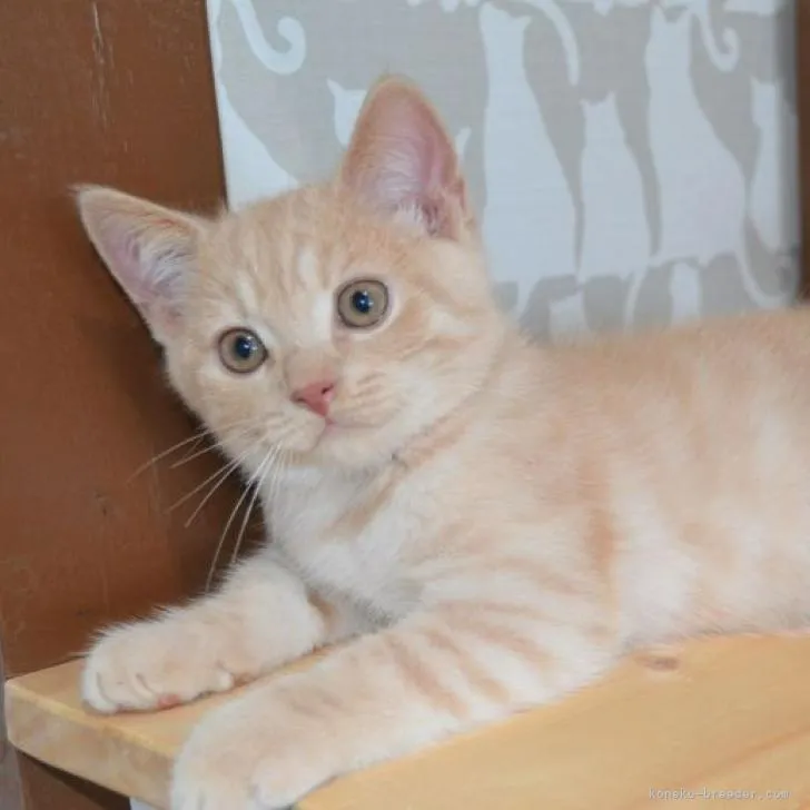 M.H 様のお迎えした子猫