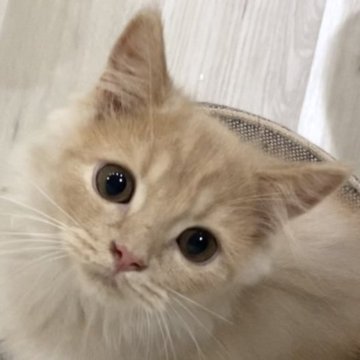 スコティッシュフォールド(立ち耳)【愛知県・男の子・2023年4月14日・レッドタビー（ロング）】の写真「見学と同時にお迎えできます😊ワクチンサービス❣️」