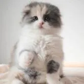 スコティッシュフォールド(折れ耳)【愛知県・女の子・2022年10月10日・ダイリュートキャリコ】の写真1「まるでぬいぐるみちゃん😊」