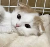 スコティッシュフォールド(折れ耳)【愛知県・男の子・2024年1月3日・レッドタビー&ホワイト】の写真2