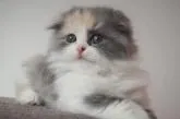 スコティッシュフォールド(折れ耳)【愛知県・女の子・2022年10月10日・ダイリュートキャリコ】の写真2「美人すぎる💓」