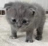 スコティッシュフォールド(折れ耳)【愛知県・女の子・2024年9月30日・ブルークリーム】の写真3