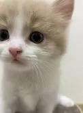 スコティッシュフォールド(立ち耳)【愛知県・男の子・2024年6月2日・】の写真5「ドアップ💓」