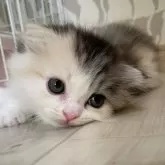 スコティッシュフォールド(折れ耳)【愛知県・女の子・2025年9月1日・ブルーパッチドタビー&ホワイト】の写真10