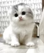 スコティッシュフォールド(折れ耳)【愛知県・女の子・2025年9月5日・シルバーパッチドタビー&ホワイト】の写真11