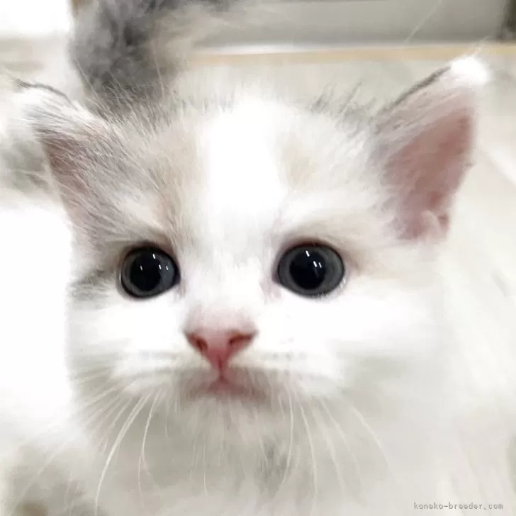 T.K 様のお迎えした子猫