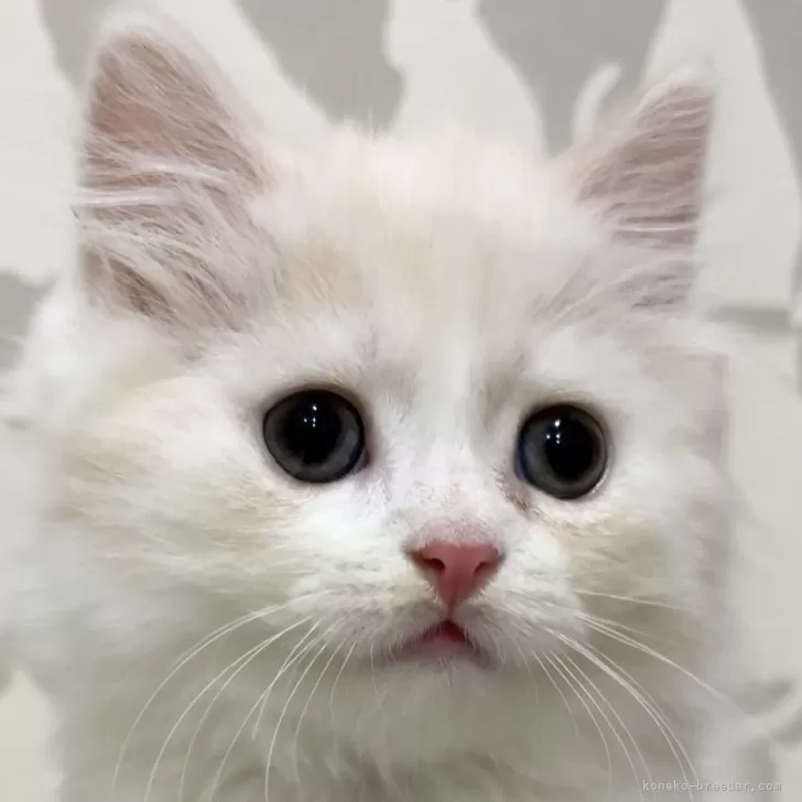 Y.M 様のお迎えした子猫