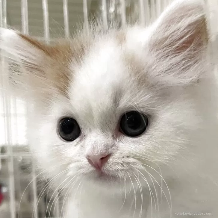 ID：2510-00863の子猫